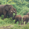 P1020747-elephantswithbabies