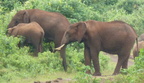 P1020750-elephants