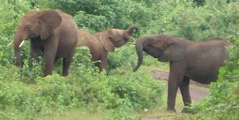 P1020751-elephants.jpg