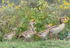 P1020145-egyptiangoose