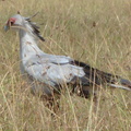 P1020247-secretarybird