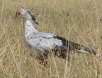 P1020247-secretarybird