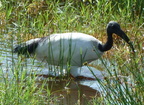 P1020503-ibis