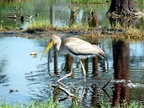 P1020507-stork