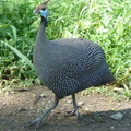 P1020510-guineafowl
