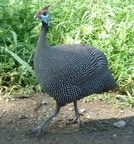 P1020510-guineafowl