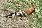 P1020518-bird