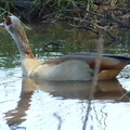 P1020529-duck