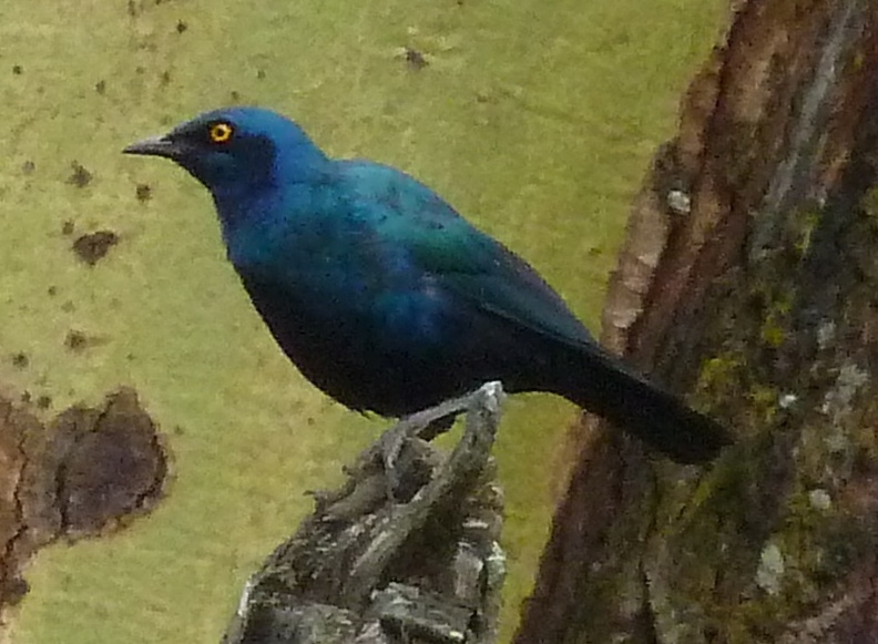 P1020551-glossystarling.jpg