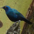 P1020551-glossystarling