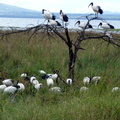 P1020585-ibises