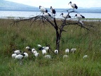 P1020585-ibises