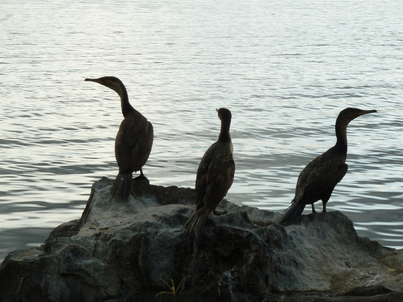 P1020608-birds.jpg