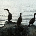 P1020608-birds