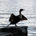 P1020612-bird