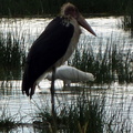 P1020618-marabourstork