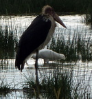 P1020618-marabourstork