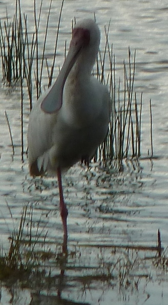 P1020620-spoonbill.jpg