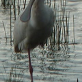 P1020620-spoonbill