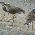 P1020625-crownedlapwing