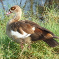 P1020636-duck