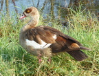 P1020636-duck