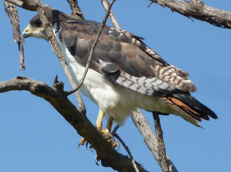 P1020649-hawk.jpg