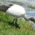 P1020667-ibis