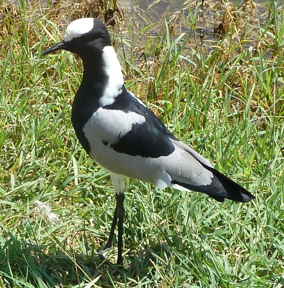 P1020668-blacksmithlapwing.jpg