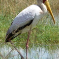 P1020670-yellowbilledstork
