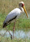 P1020670-yellowbilledstork