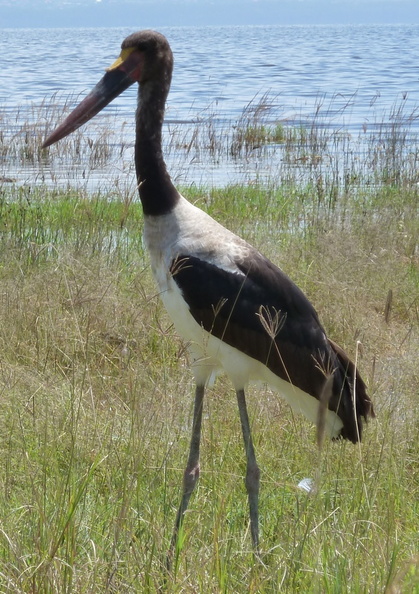 P1020672-blackstork.jpg
