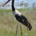 P1020672-blackstork