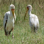 P1020674-twoyellowbilledstorks