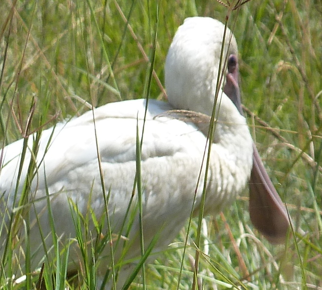 P1020676-spoonbill.jpg