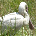 P1020676-spoonbill
