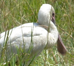 P1020676-spoonbill