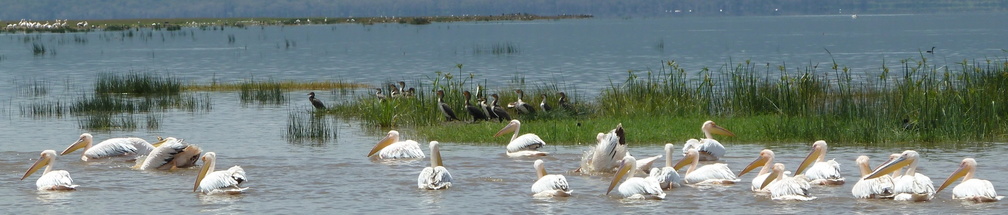 P1020713-pelicans