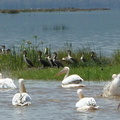 P1020713-pelicans