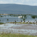 P1020716-birds.jpg
