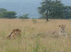 P1020225-lions-onemale