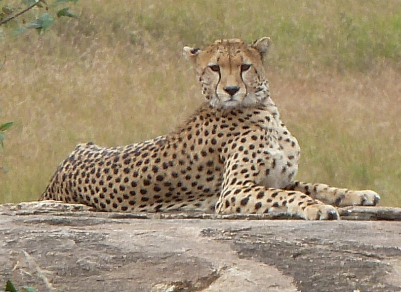 P1020345-cheetah.jpg