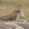 P1020345-cheetah