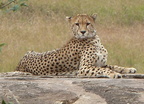 P1020345-cheetah
