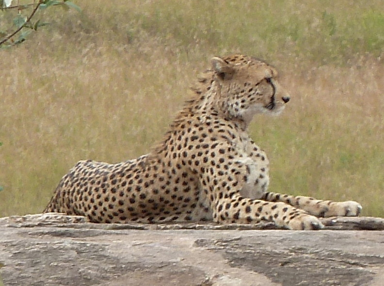 P1020349-cheetah.jpg
