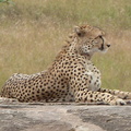 P1020349-cheetah