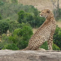 P1020354-cheetah