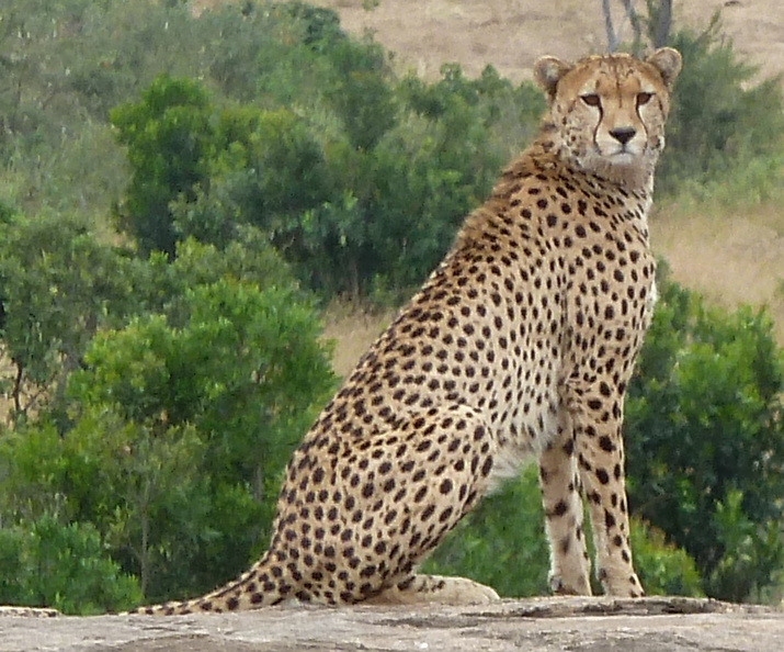 P1020359-cheetah.jpg