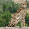 P1020359-cheetah