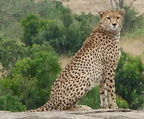 P1020359-cheetah